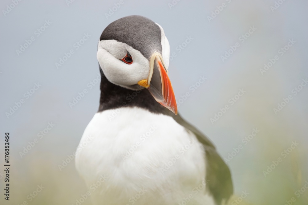 Naklejka premium Papageientaucher an den Klippen von Latrabjarg - Westfjorde / Island
