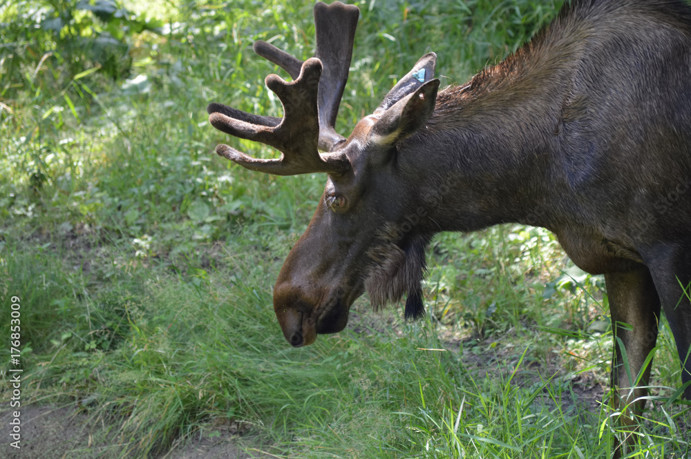 Fototapeta premium Łoś w lesie