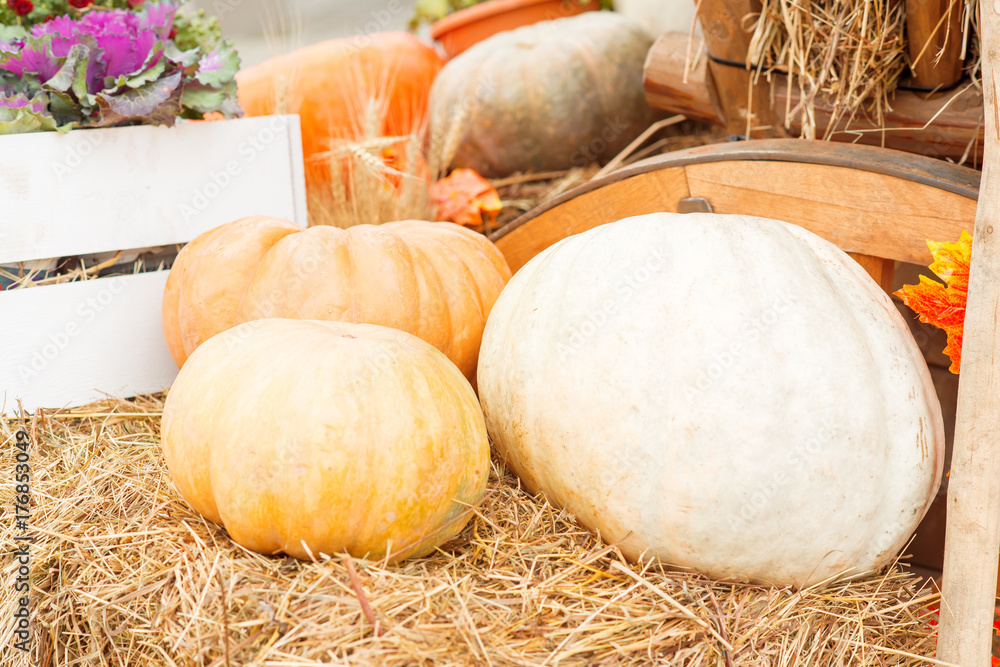 Autumn pumpkin close-up Autumn pumpkin close-up