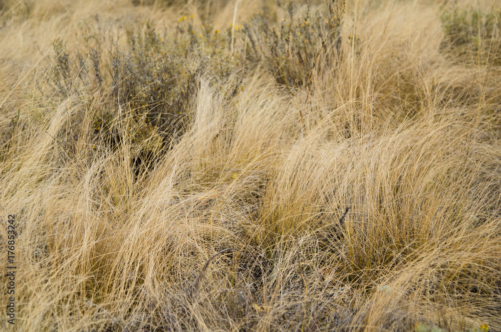 grass grass