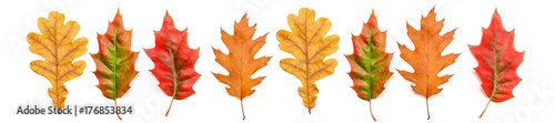 panorama autumn oak leaves
