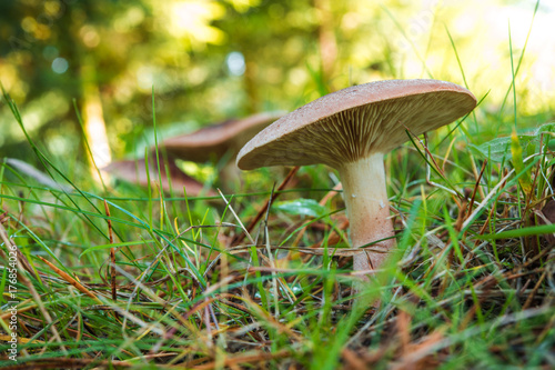 Mushrooms growing in grass. Gathering mushrooms. Mushroom photo.