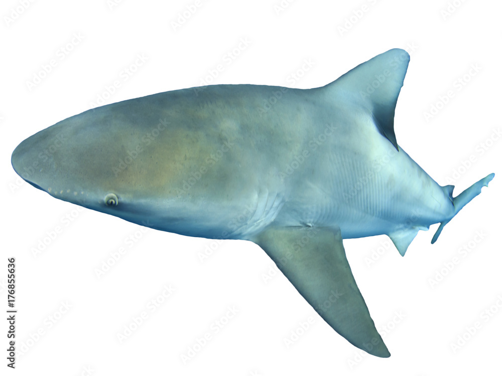 Fototapeta premium Bull Shark isolated on white background