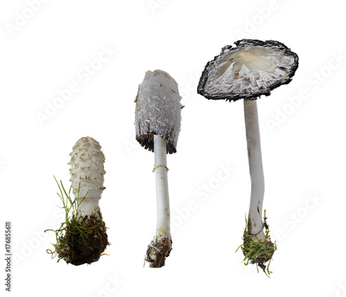 Shaggy Ink Cap on white Background  -  Coprinus comatus (O.F. Mull.) Pers., 1797