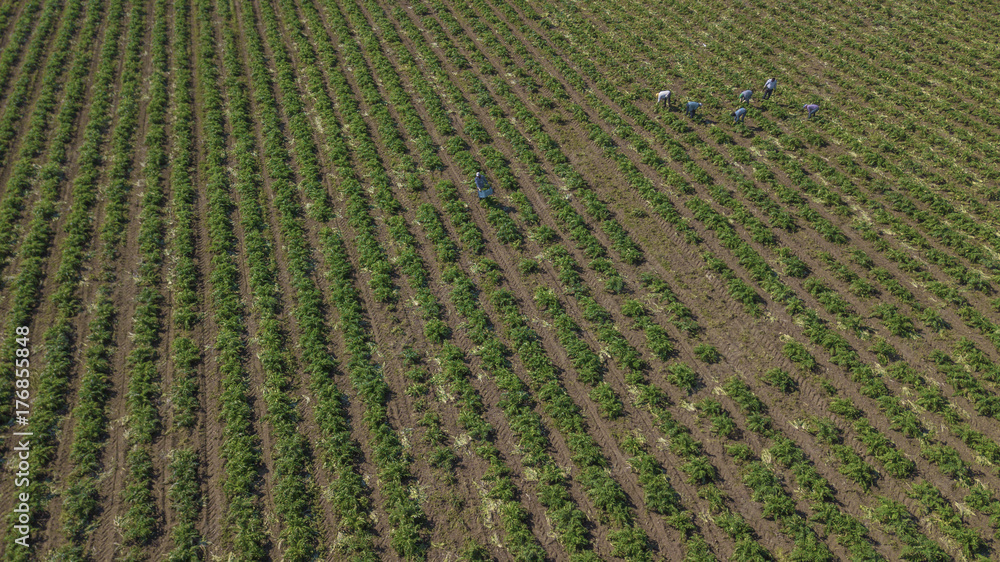 Vista aerea di contadini e agricoltori mentre lavorano in un campo coltivato a carciofi tra le campagne italiane Vista aerea di contadini e agricoltori mentre lavorano in un campo coltivato a carciofi tra le campagne italiane