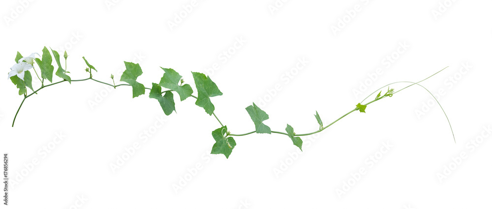 vine plants isolate on white background, clipping path
