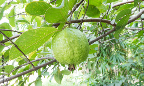 Guava fruit on the tree in the garden.