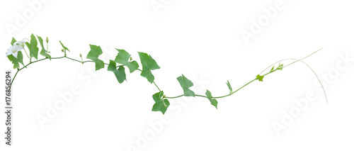 vine plants isolate on white background  clipping path
