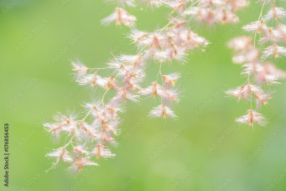 beautiful spring or summer nature background with fresh grass beautiful spring or summer nature background with fresh grass