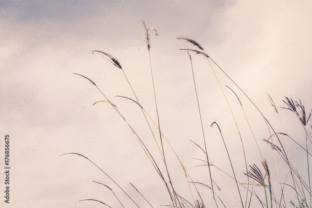 Obraz premium beautiful spring or summer nature background with fresh grass