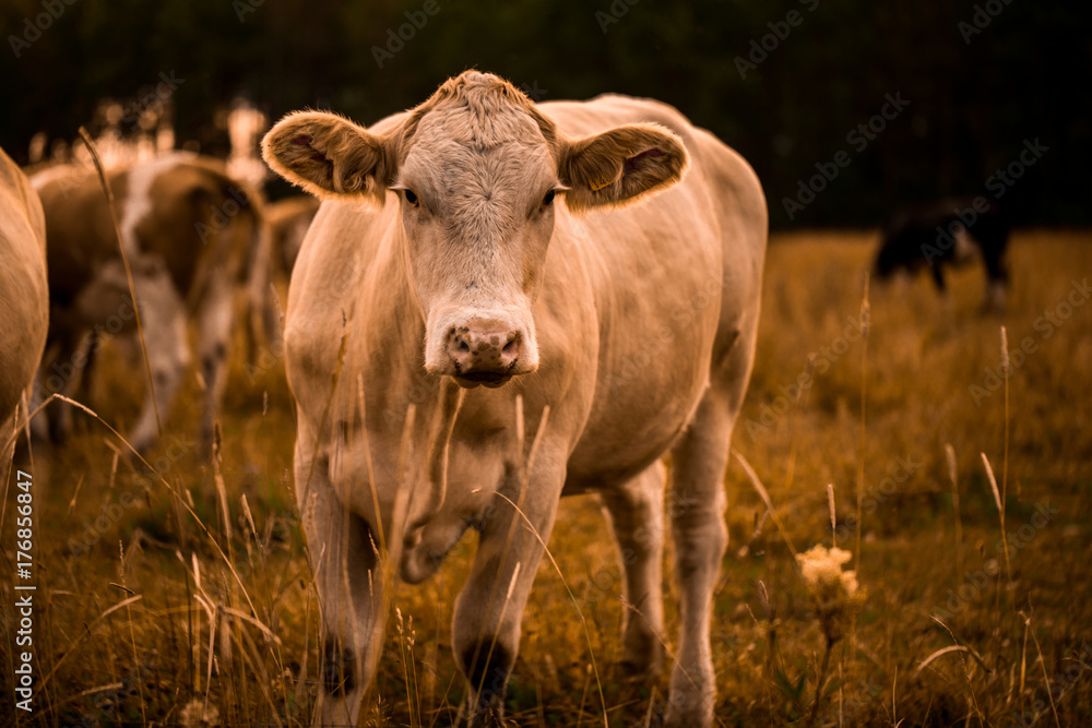 Cow in sunset