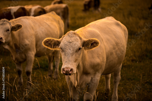 Cow in sunset