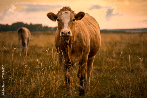 Obraz na plátně Cow in sunset