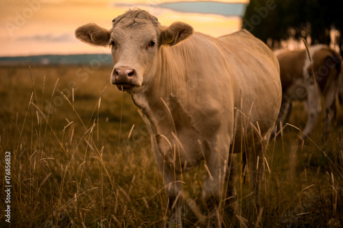 Cow in sunset © Jonatan Rundblad