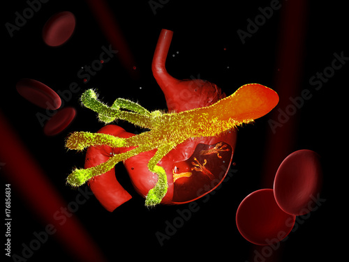 Helicobacter Pylori, microaerophilic bacteria found in the stomach. 3D illustration. photo