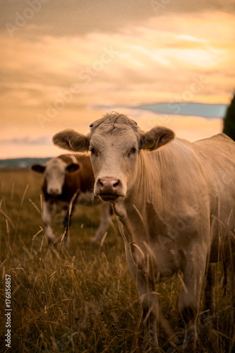 Carta da parati Cow in sunset