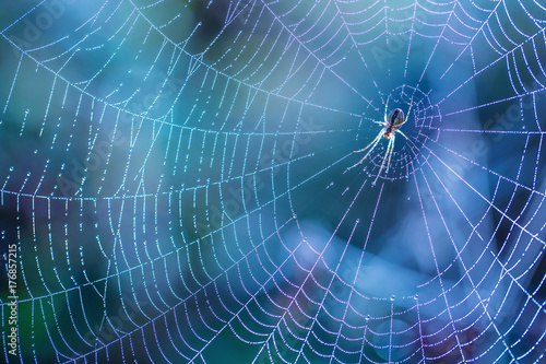 Obraz na plátně Morning drops of dew in a spider web