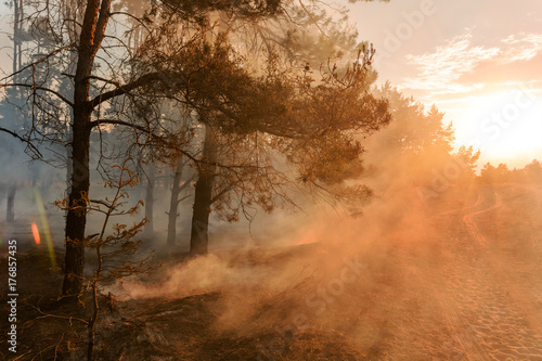 Forest fire. Burned trees after wildfire, pollution and a lot of smoke