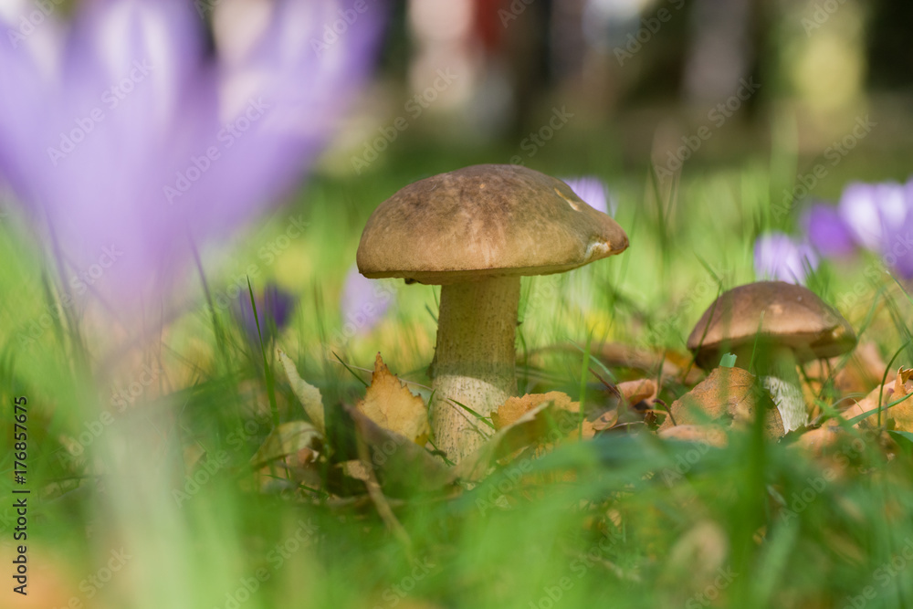 Wild mushrooms Wild mushrooms