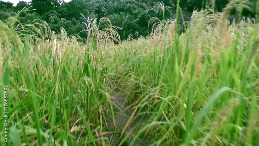 Walking way in rice field Walking way in rice field