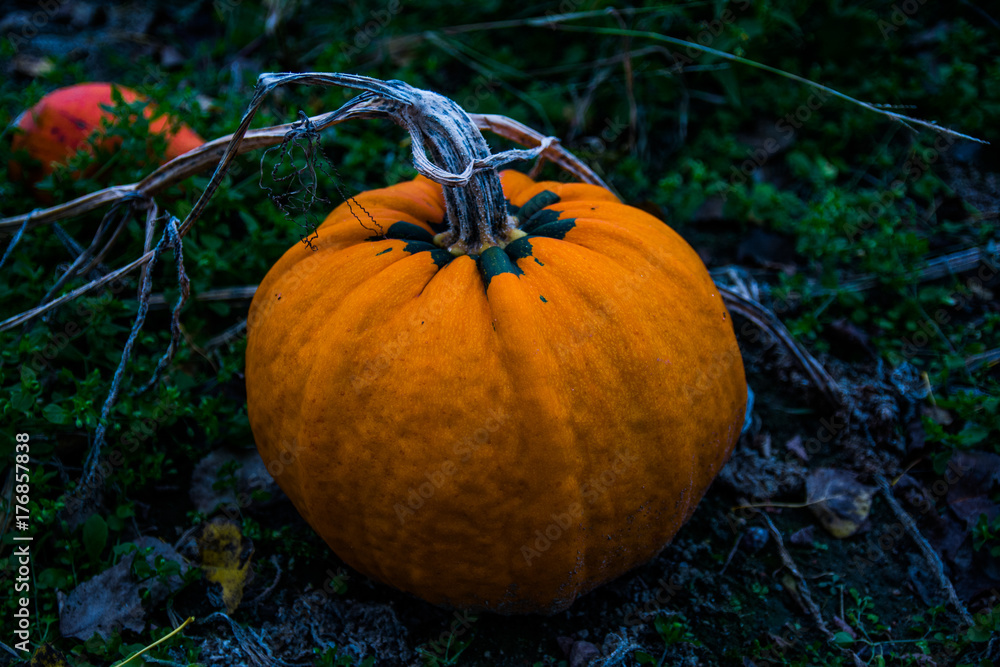 Obraz premium dynia