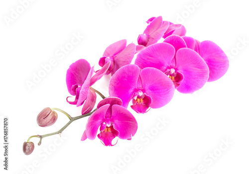 Close up of pink orchid