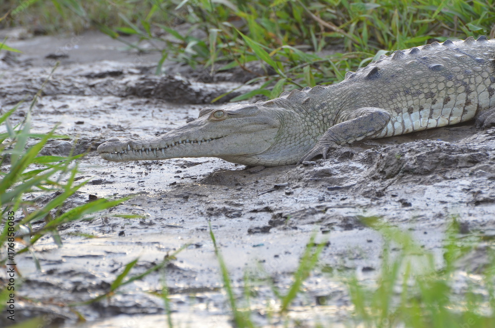 Wild crocodile in Tárcoles river,  Costa Rica