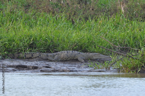 Wild crocodile in Tárcoles river,  Costa Rica