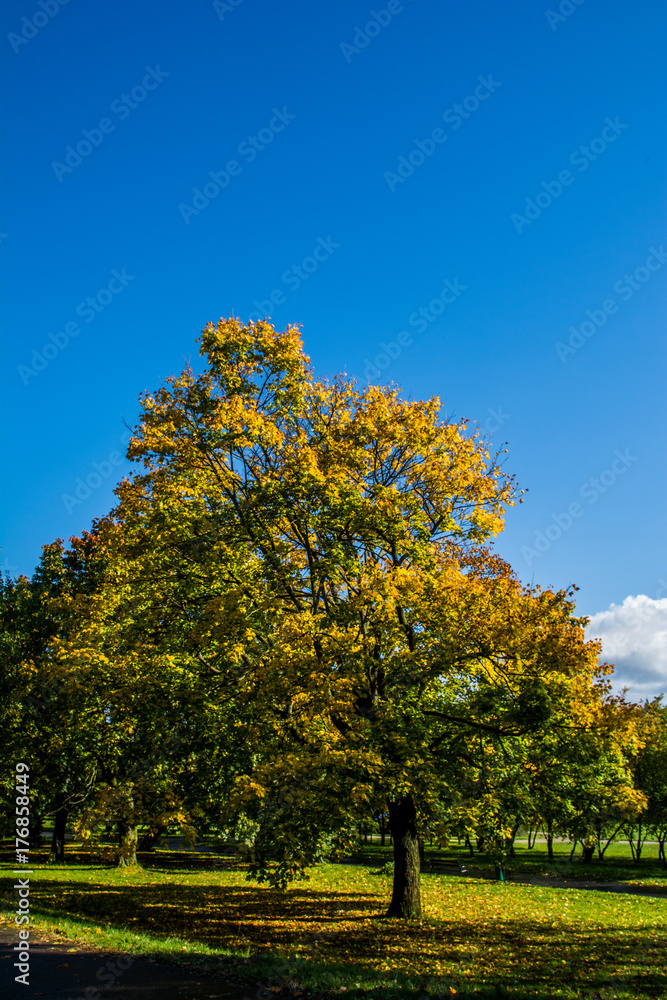 Naklejka premium Jesień