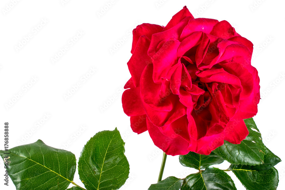 close-up of rose flower isolated on white background. greeting and holiday card or postcard. close-up of rose flower isolated on white background. greeting and holiday card or postcard.