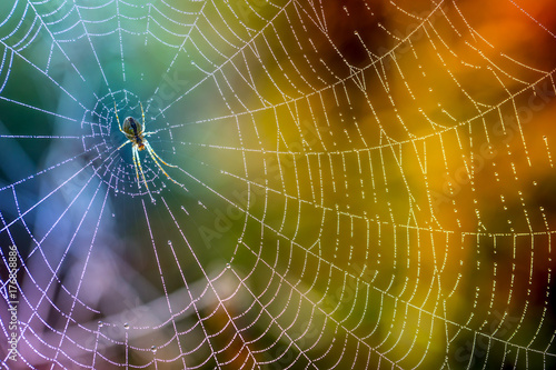 Morning drops of dew in a spider web. Cobweb in dew drops. Beautiful colors in macro nature