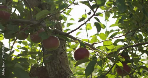 Fruitfull apple tree in summer - slow motion photo