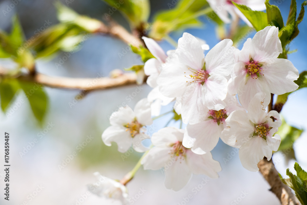 Closed up of beautiful Sakura (Cherry blossom) flower background Closed up of beautiful Sakura (Cherry blossom) flower background