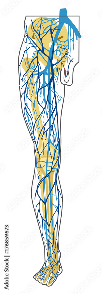 human anatomy. deep and superficial leg veins. vector drawing