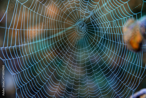 Tautropfen auf Spinnennetz