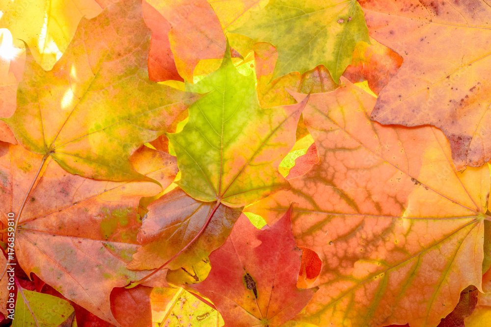colorful autumn background. red, green and orange autumn leaves.