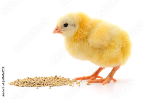 Baby chicken having a meal