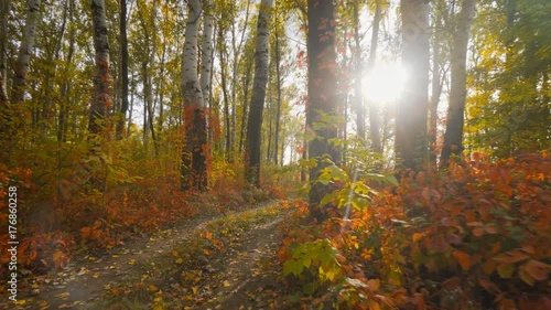 Road in the autumn forrest with vivid colorful trees fall season midday nature, red, yellow, orange leaves outdoor October landscape park