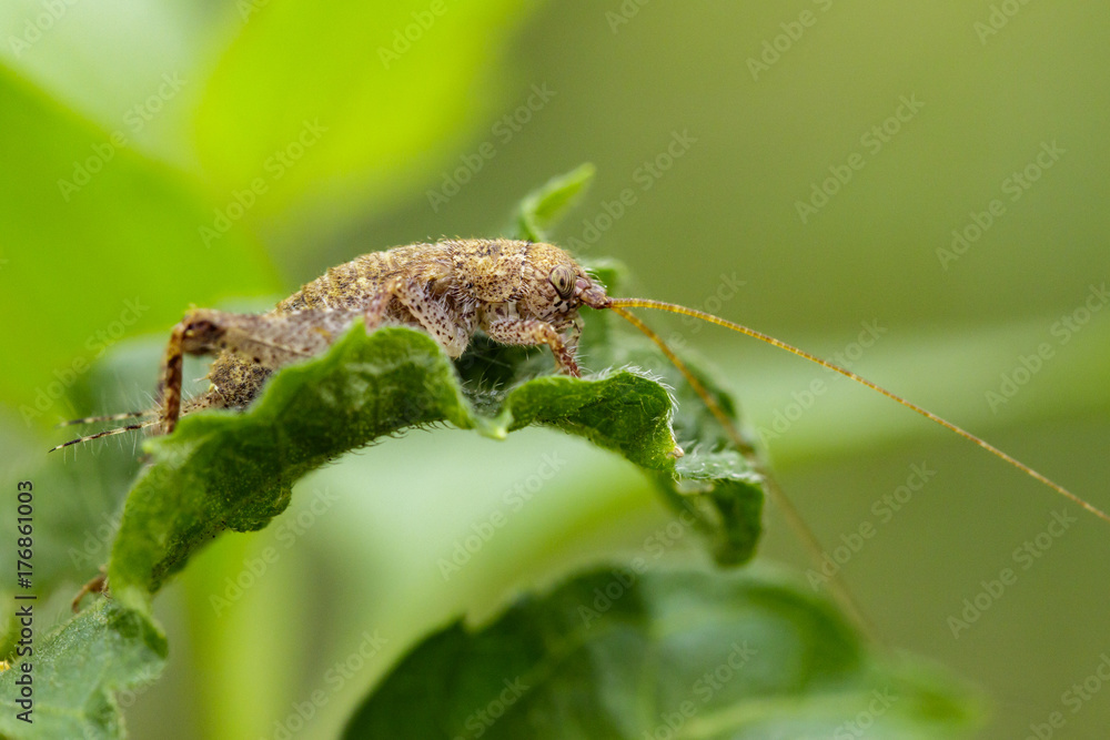 Image of cricket brown on green leaf. Insect Animal Image of cricket brown on green leaf. Insect Animal