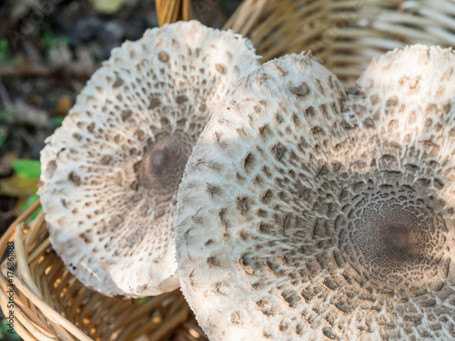 Closeup of collected edible parasol mushrooms or macrolepiota procera outdoors in basket, Berlin, Germany