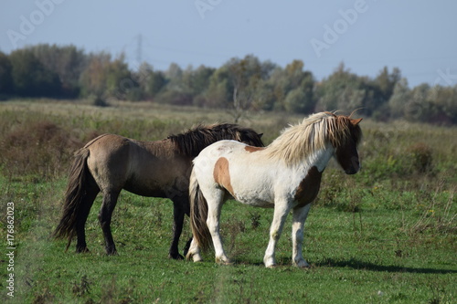 Wild horses grazing in a field of grass in the netherlands
