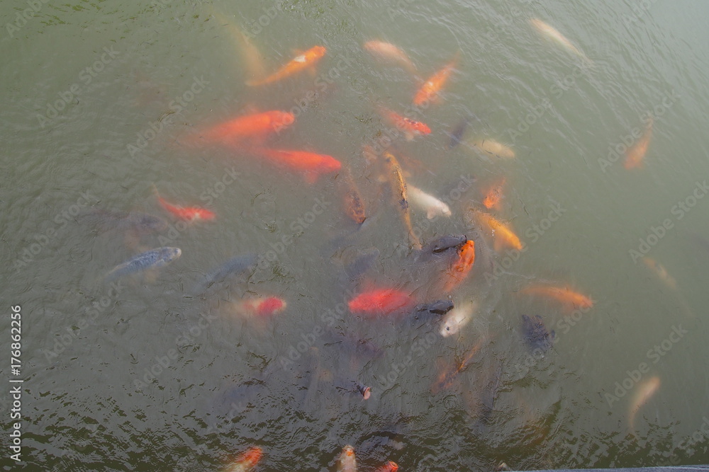 鯉の餌やり 佐賀県唐津市鏡山の池 Stock Photo Adobe Stock