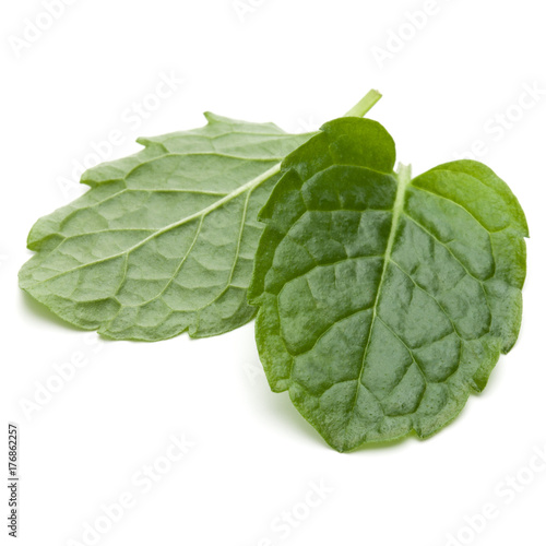 Peppermint herb isolated on white background cutout. Mint leaves.
