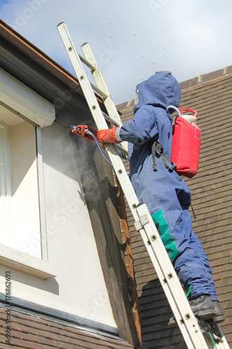 Destruction d'un nid de guêpes-8884