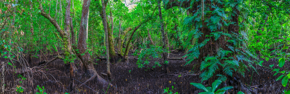 Fototapeta premium Mangrovenwald auf Carp Island