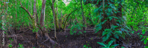 Mangrovenwald auf Carp Island