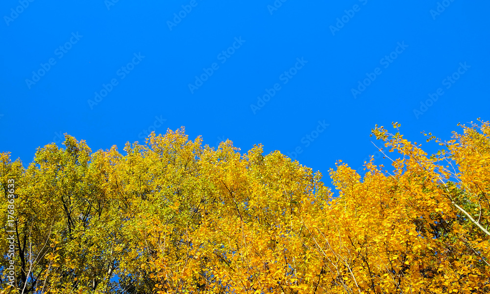 Yellow trees against the blue sky