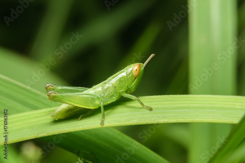 Green grasshopper on green leaf