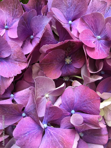 Violet flowers photo