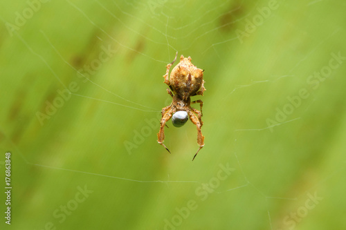 Spider on web eatting